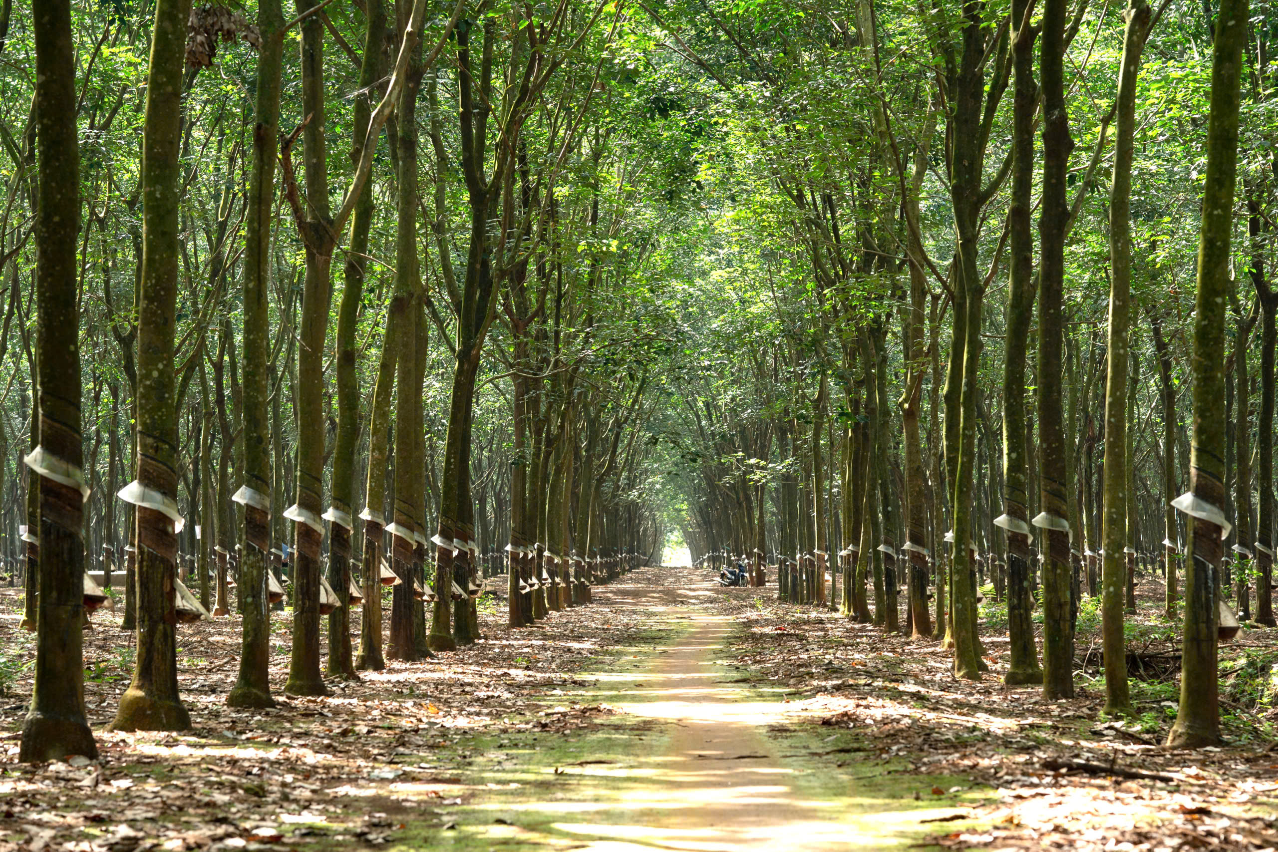 Banner website Soha Tradings