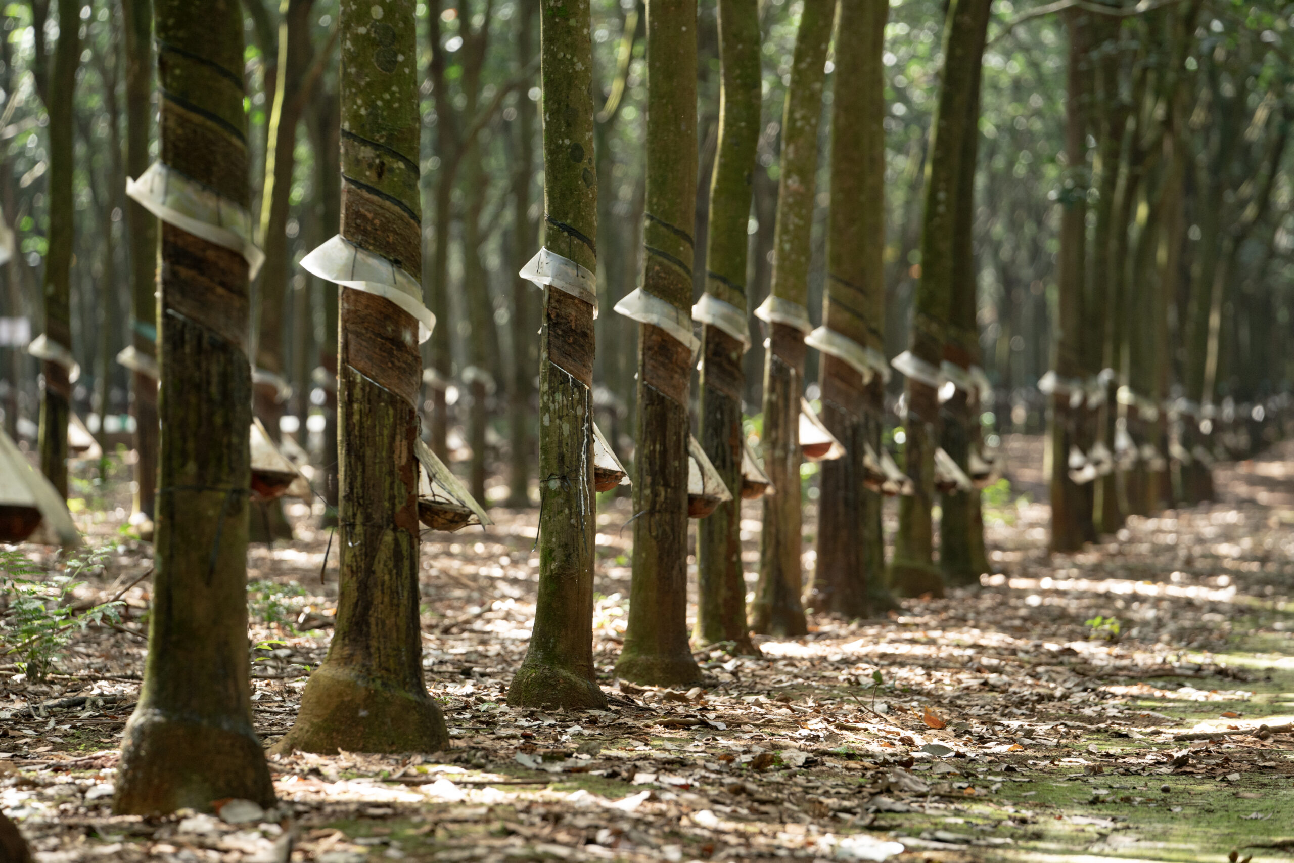 Ảnh giới thiệu 02